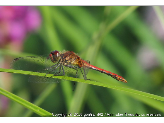 Libellule - Sympétrum rouge sang - Photo de Microcosme