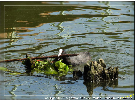 foulque macroule - Photo de Oiseaux