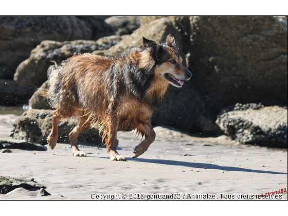 chien - Photo de Chiens