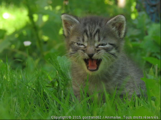 moustique - Photo de Chats