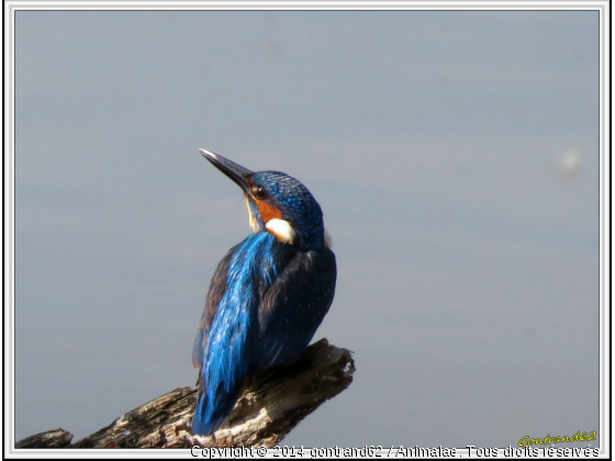 martin pecheur - Photo de Oiseaux