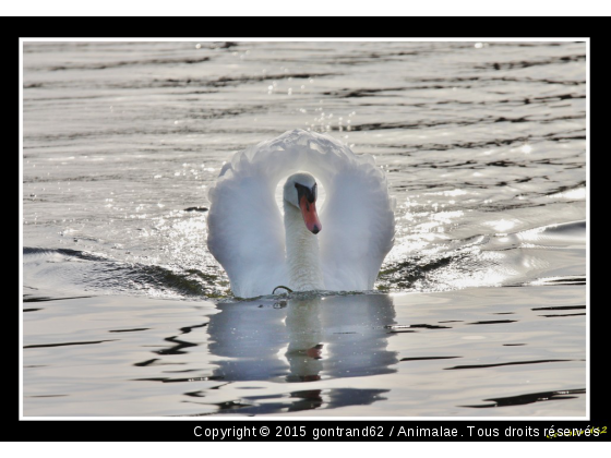 cygne - Photo de Oiseaux