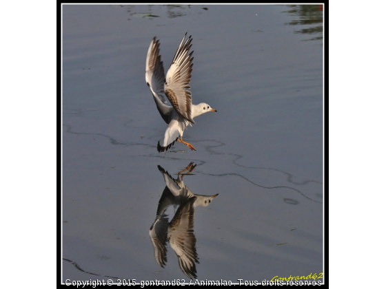 mouette - Photo de Oiseaux