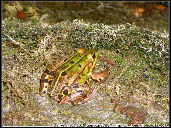 grenouille - Photo de Microcosme