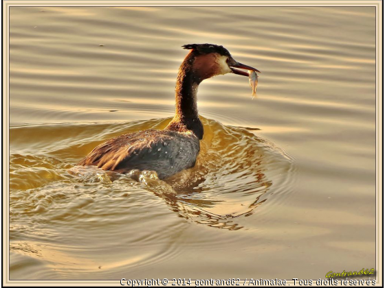 grebe huppé - Photo de Oiseaux