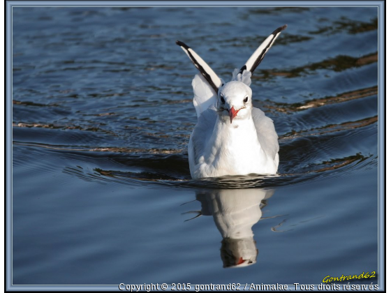 mouette - Photo de Oiseaux