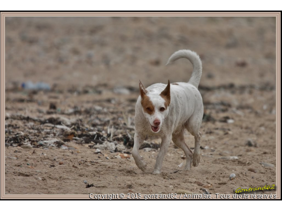 chien - Photo de Chiens