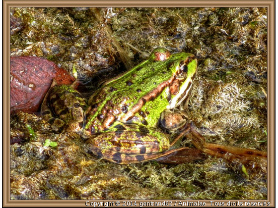 grenouille - Photo de Faune marine