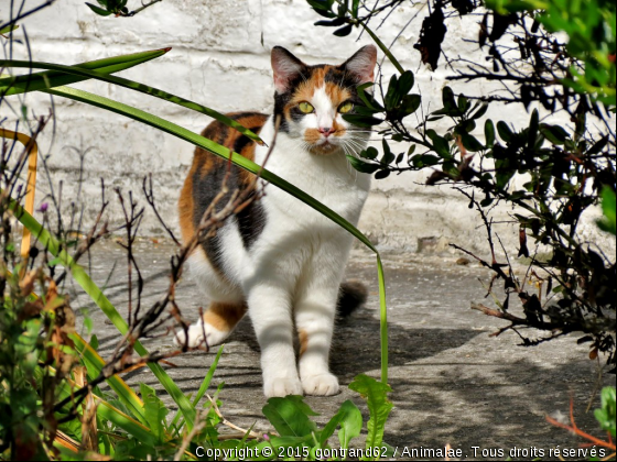 chat - Photo de Chats