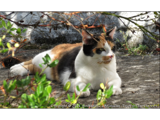 chat - Photo de Chats