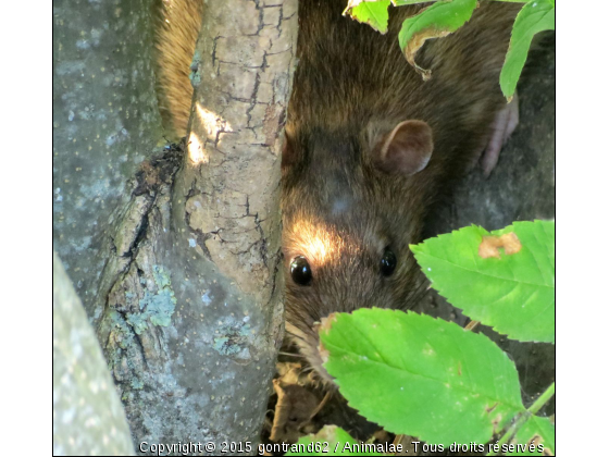 rat - Photo de Rongeurs