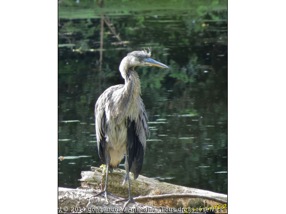 heron - Photo de Oiseaux