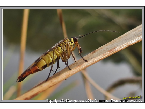 mouche scorpion - Photo de Microcosme