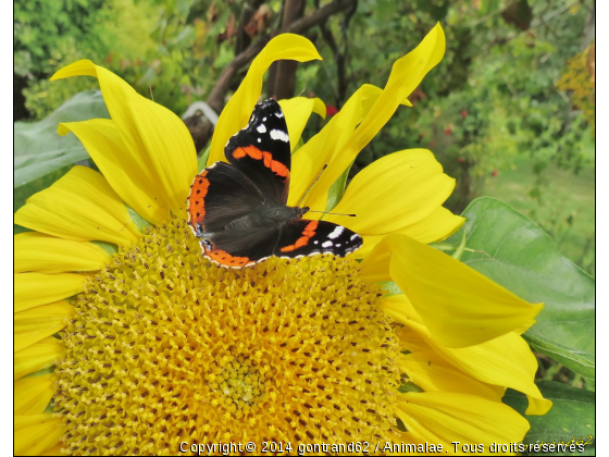 papillon - Photo de Microcosme