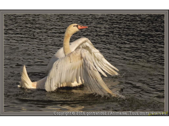 cygne - Photo de Oiseaux