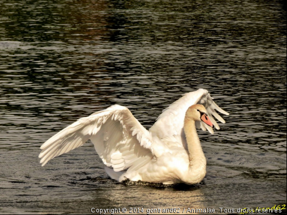 cygne - Photo de Oiseaux