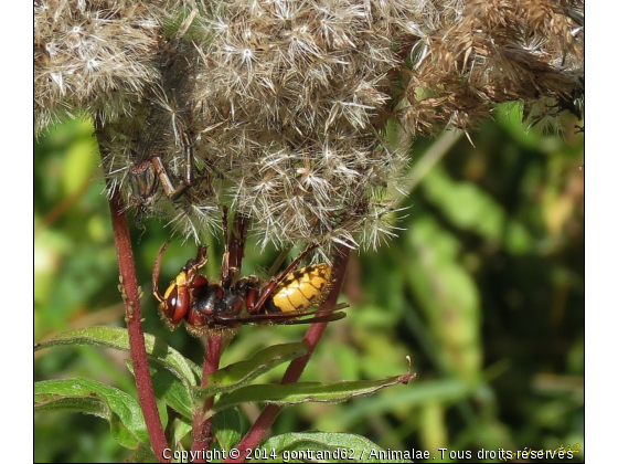 frelon - Photo de Microcosme