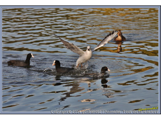 mouette - Photo de Oiseaux