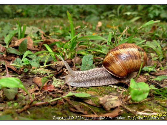 escargot - Photo de Microcosme