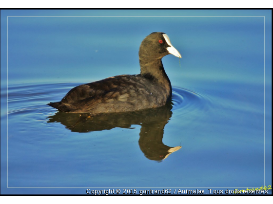 foulque - Photo de Oiseaux