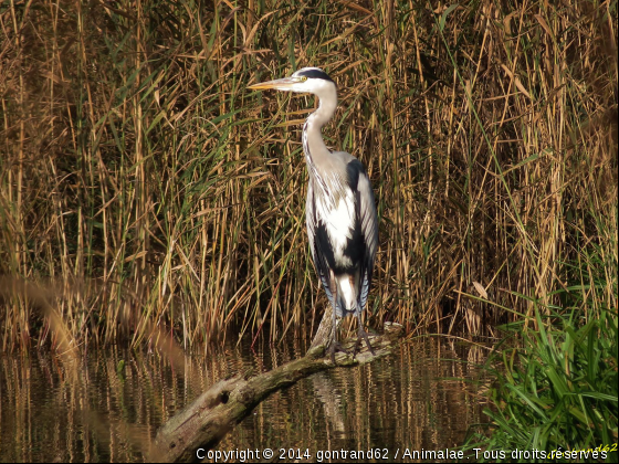 heron - Photo de Oiseaux