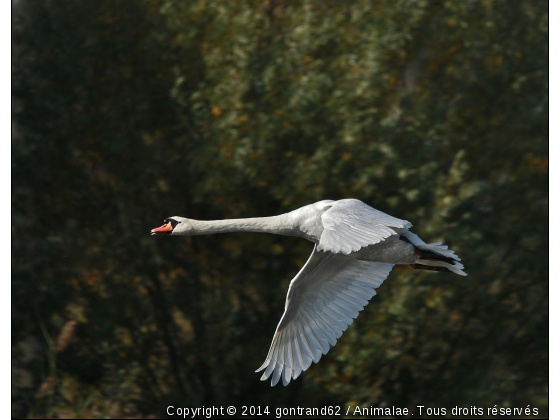 cygne - Photo de Oiseaux