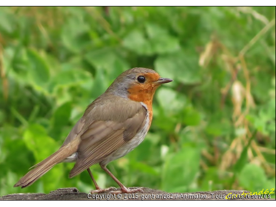 rouge-gorge - Photo de Oiseaux