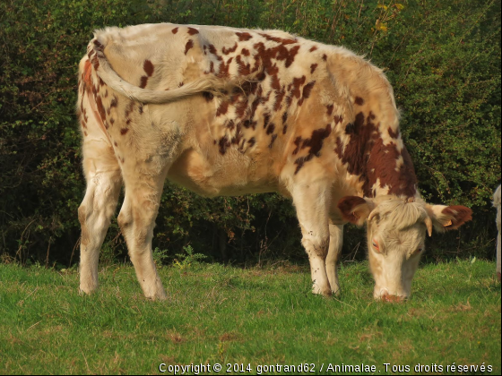 vache - Photo de Animaux Ferme