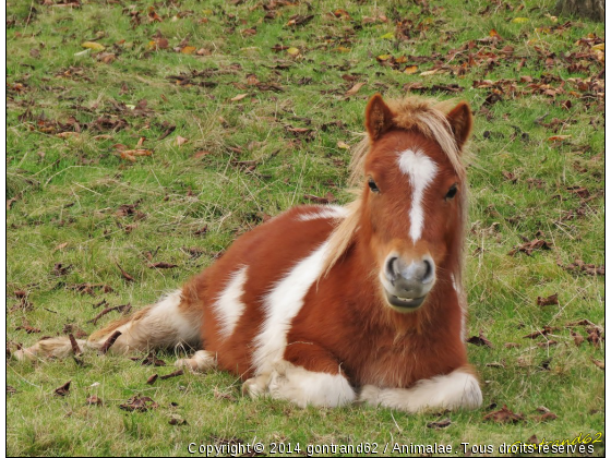 cheval - Photo de Chevaux