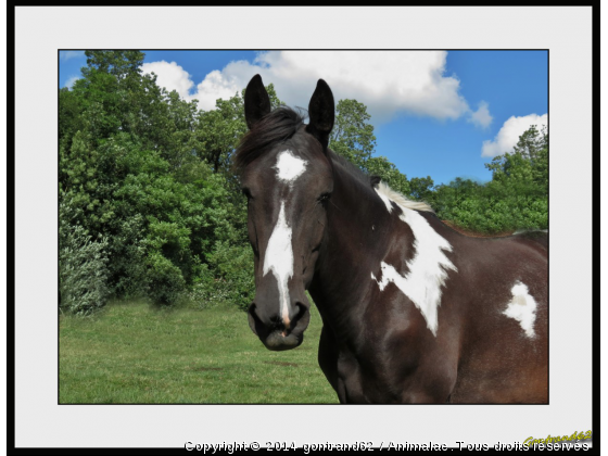 cheval - Photo de Chevaux