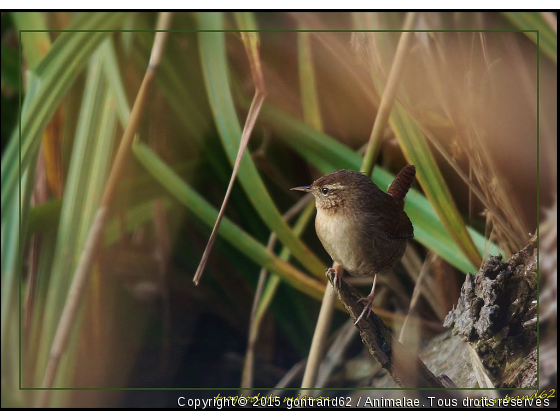 troglodyte mignon - Photo de Oiseaux