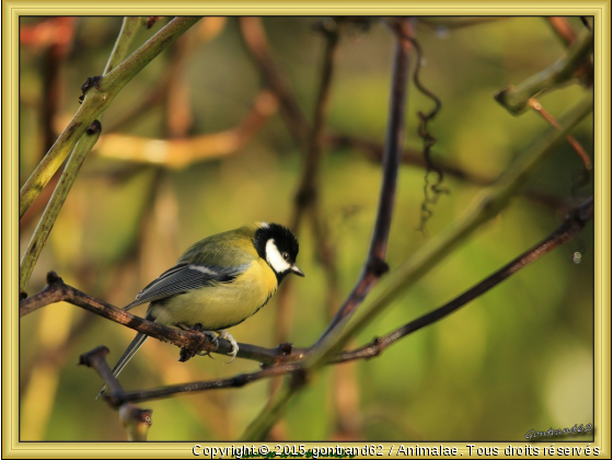 mesange charbonnière - Photo de Oiseaux