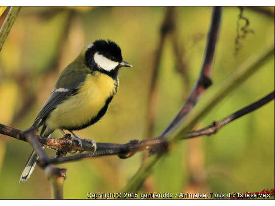 mesange charbonnière - Photo de Oiseaux