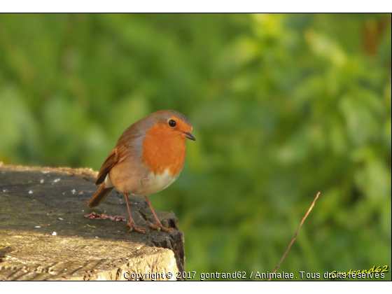 rouge-gorge - Photo de Oiseaux