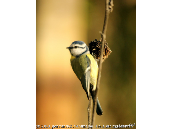 mesange bleue - Photo de Oiseaux