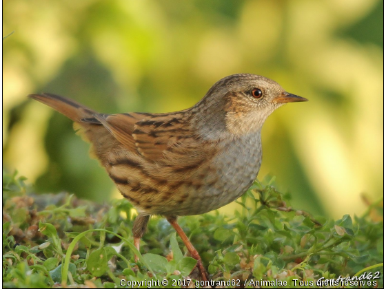 ascenteur mouchet - Photo de Oiseaux