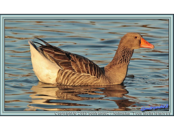 oie cendrée - Photo de Oiseaux