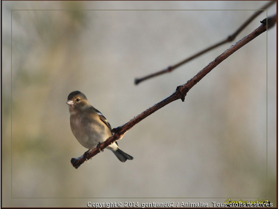 pinson - Photo de Oiseaux