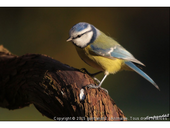 mesange charbonnière - Photo de Oiseaux