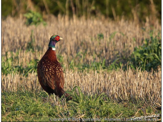 coq faisan - Photo de Oiseaux