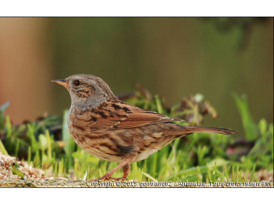 ascenteur mouchet - Photo de Oiseaux