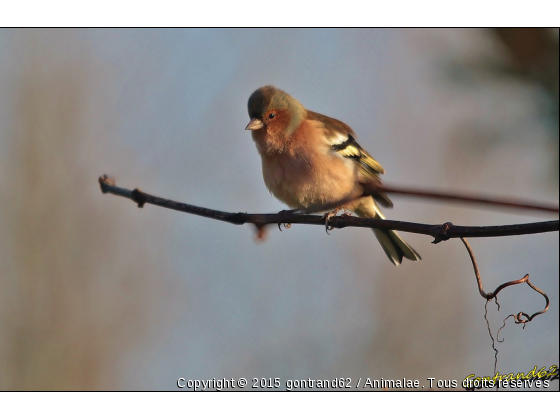 pinson des arbres - Photo de Oiseaux