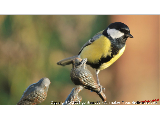 mesange charbonnière - Photo de Oiseaux