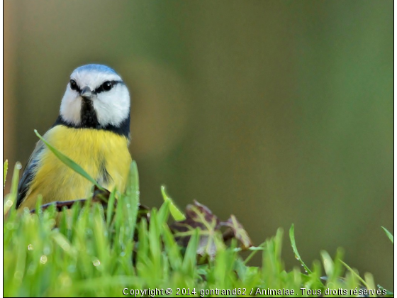 mesange bleu - Photo de Oiseaux