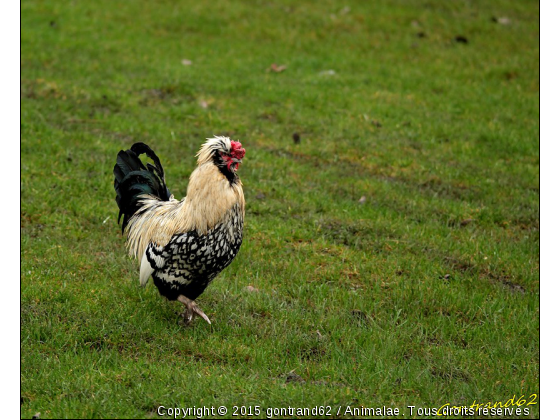 coq  - Photo de Oiseaux