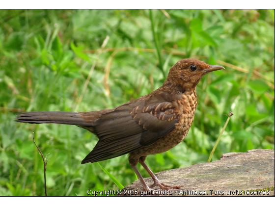 merle - Photo de Oiseaux