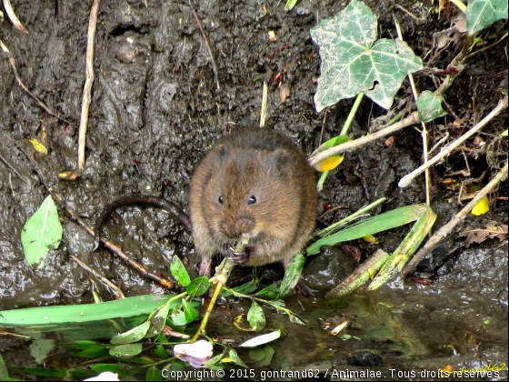 rat - Photo de Rongeurs