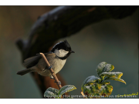 mesange noire - Photo de Oiseaux