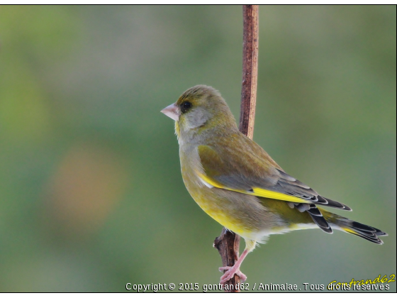 verdier d&#039;europe - Photo de Oiseaux