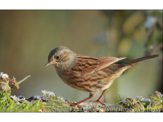 ascenteur mouchet - Photo de Oiseaux